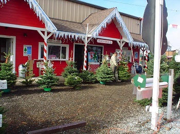 Battaglia Ranch Christmas trees