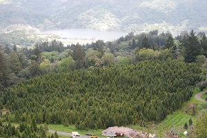 Lone Star Tree Farm (formerly Gist Road Tree Farm)