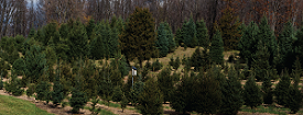 Country Hill Tree Farm 