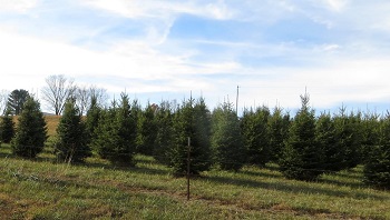 Morgan Family Farm