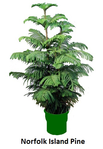 Norfolk Island Pine